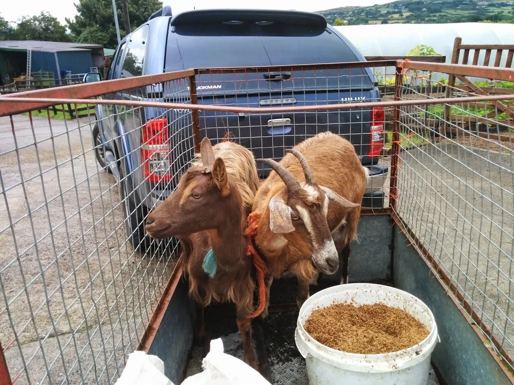 
Baby-sitting & finished milking Cara  