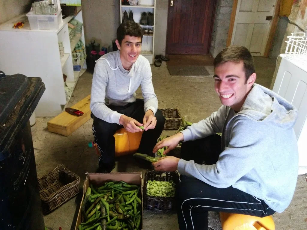 
Podding the last of the broad beans  