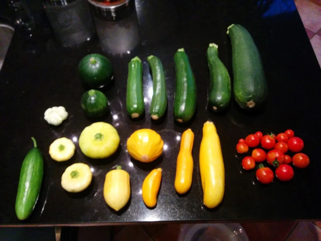 
Todays harvest  