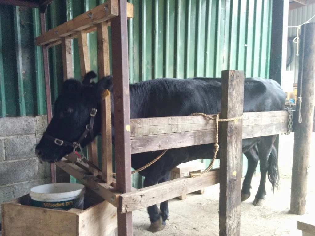 
Halter training Kerry & milking  