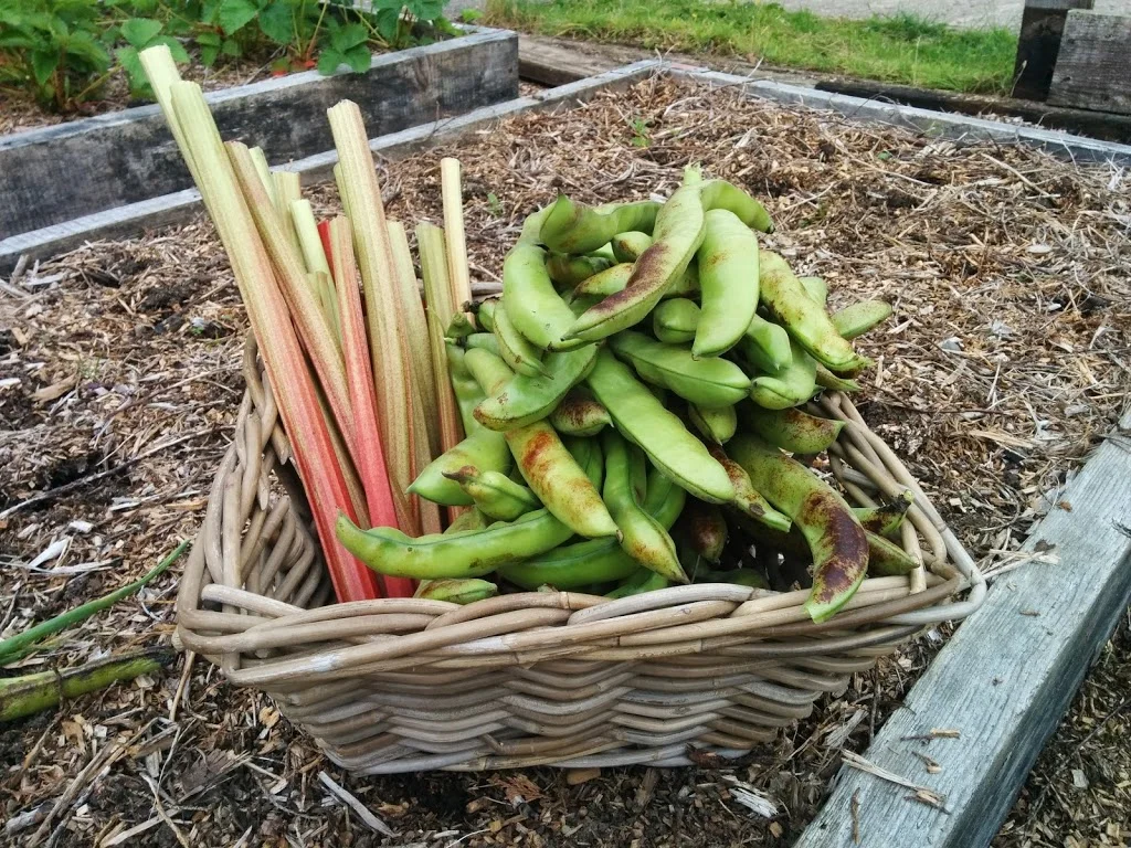 
Rhubarb, broad beans & onions  