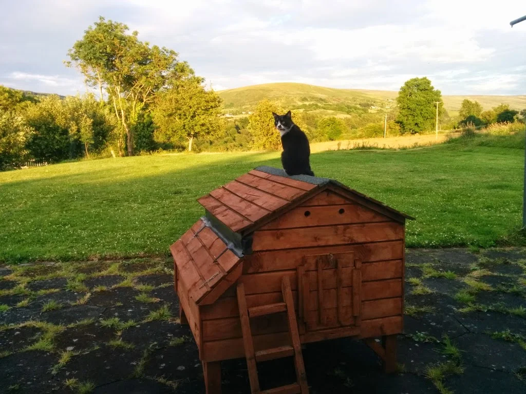 
Luc hanging out on the chicken coop  