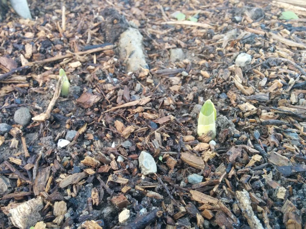 
Daffodils poking up  