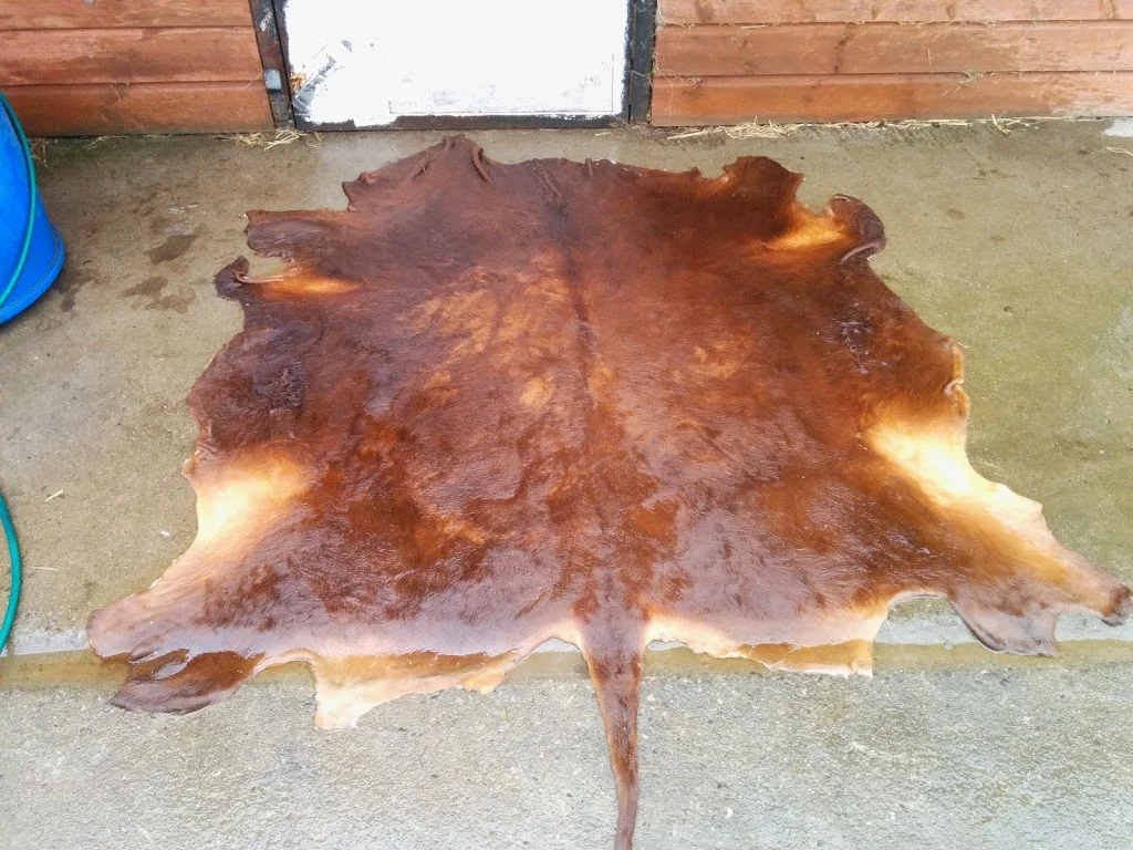 
Cow skin coming along nicely  