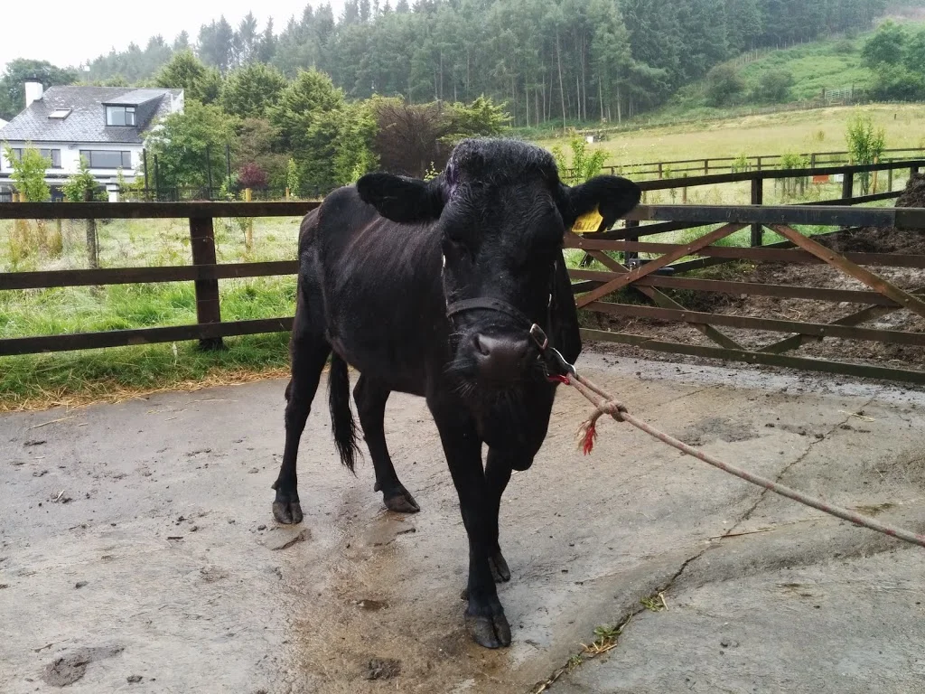 
Halter training Kerry  