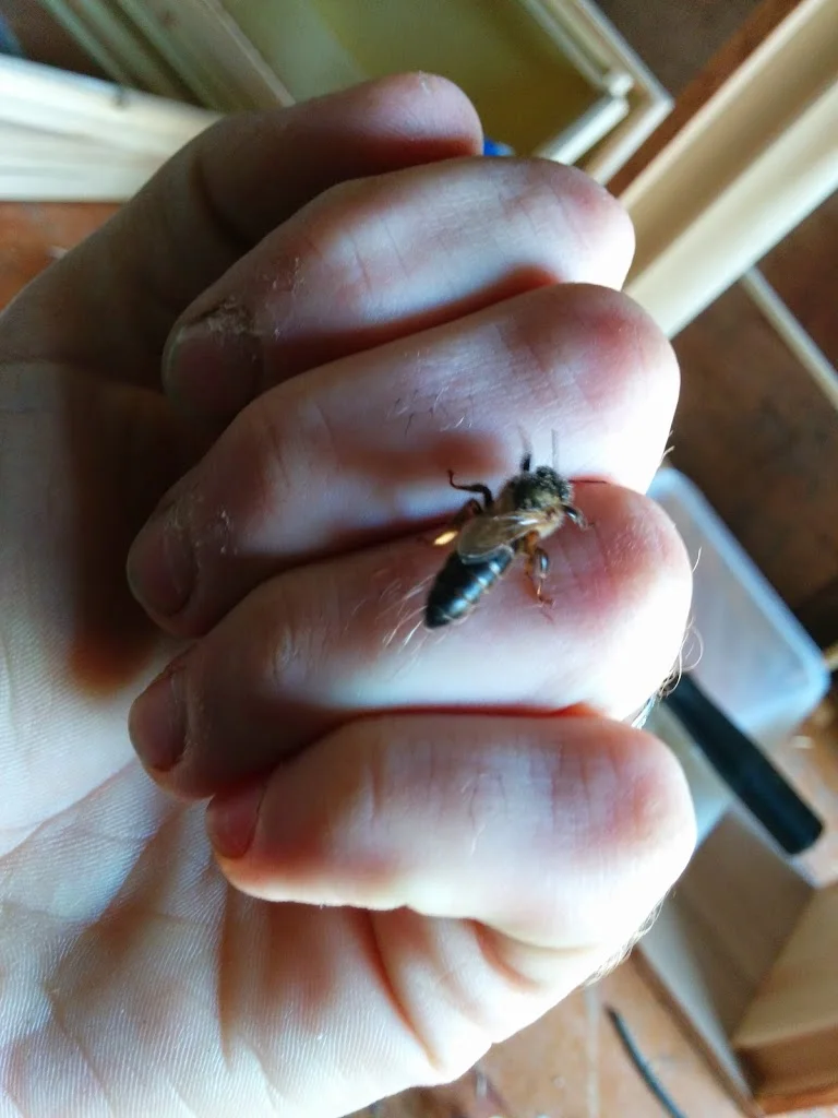 
Queen hatched in the incubator  