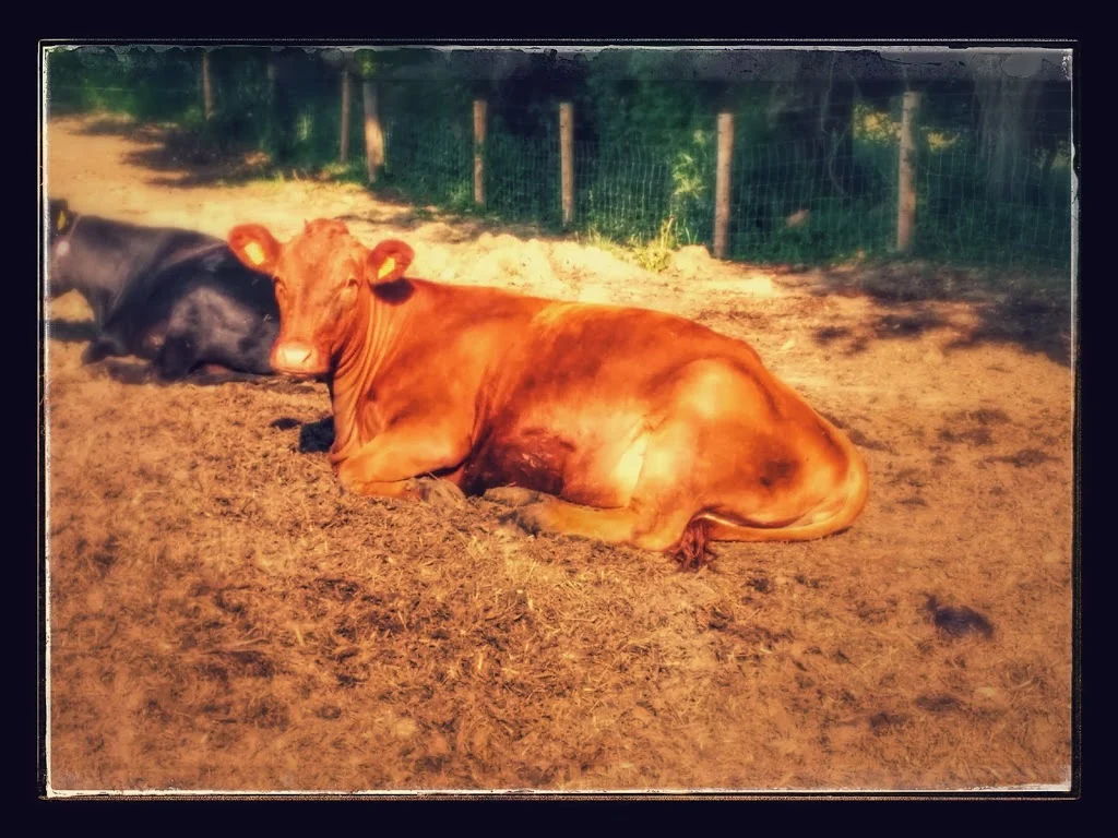 
D-Day, morning and evening  