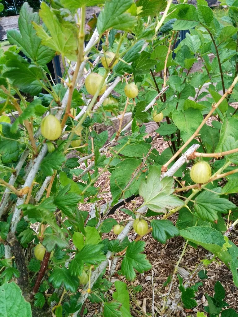 
Gooseberries & Elderflower Cordial  