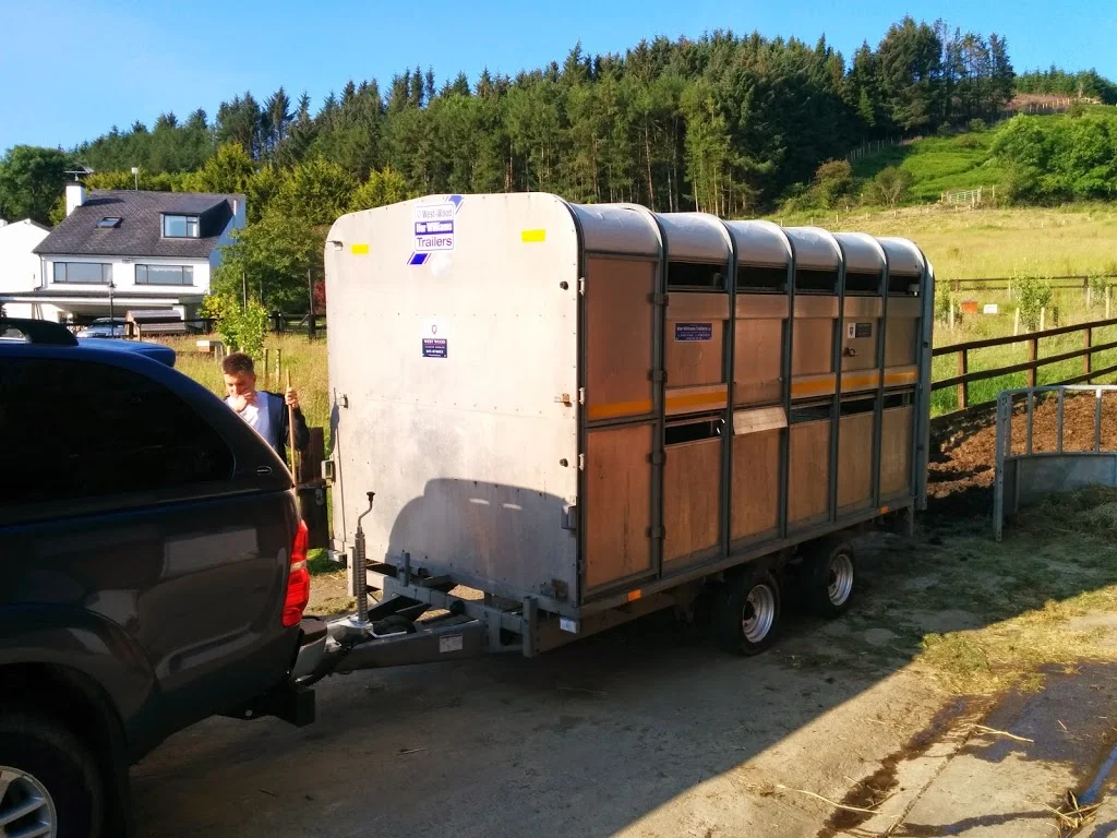 
First Dexter off to the butcher  