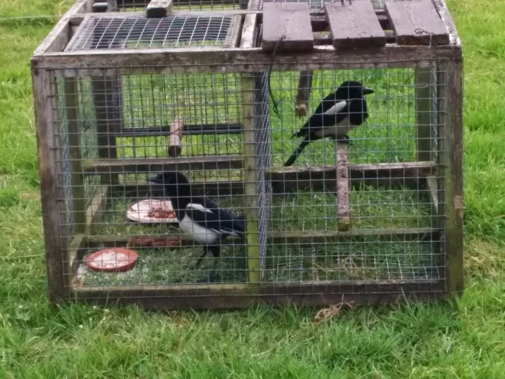 
Magpies  