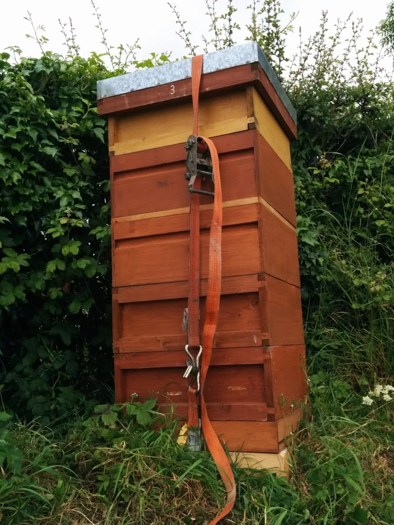 
Big hive on the rape seed  