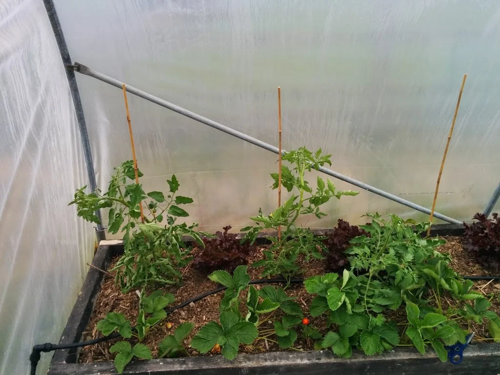 
Tomatoes & driveway cleaning  