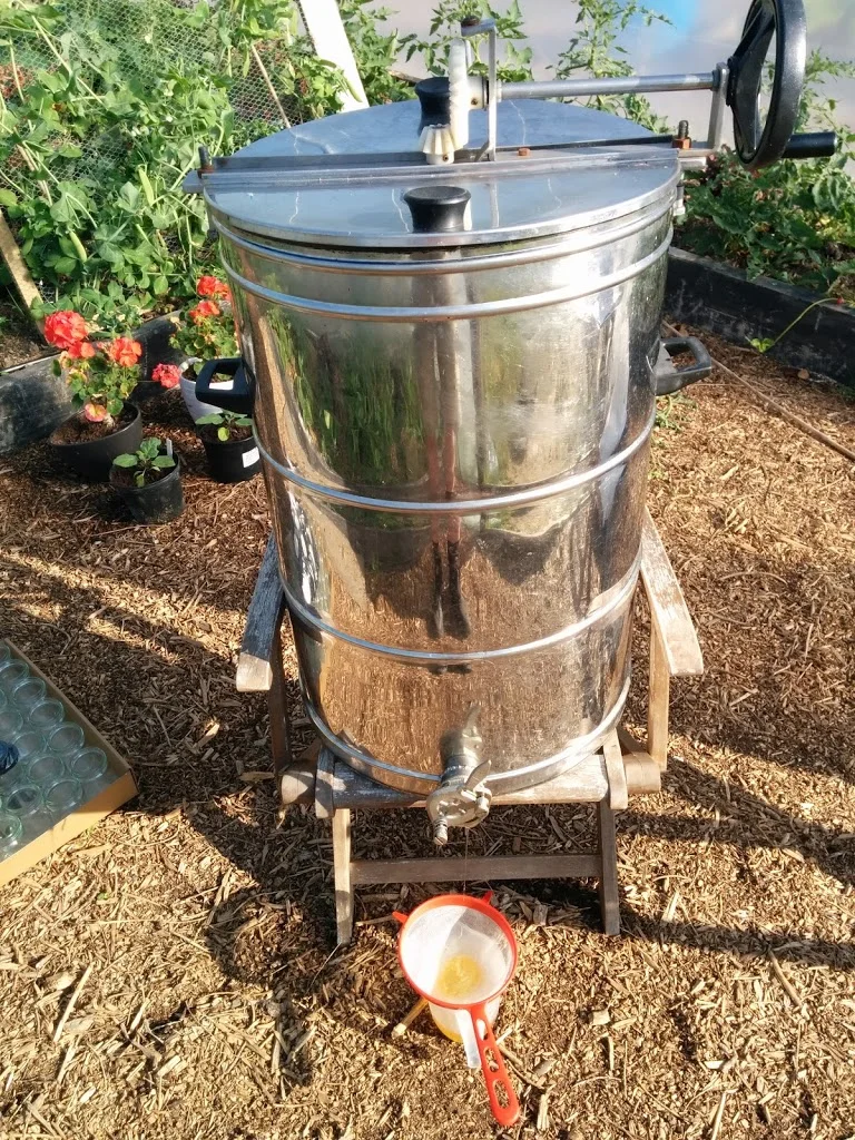 
Rape seed honey extraction time  