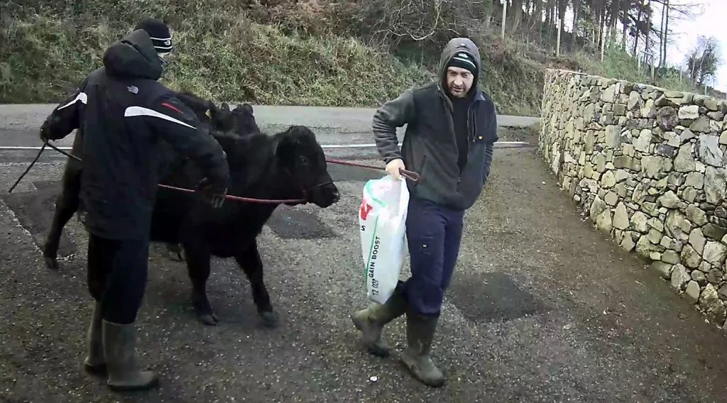 
All the cattle are home ready for testing  