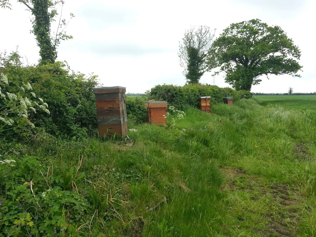 
Over at the bees on the OSR with Susanne  