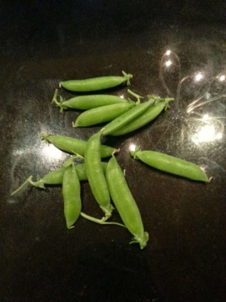 
First radish & peas from the garden  