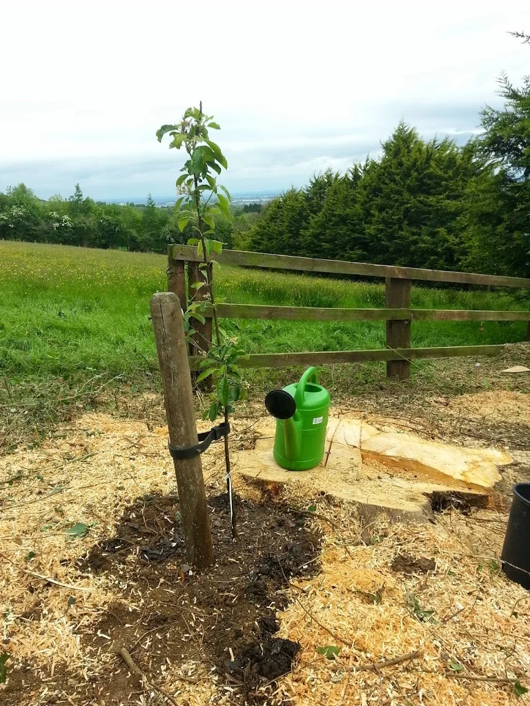 
Another leylandii gone & replaced with an apple tree  