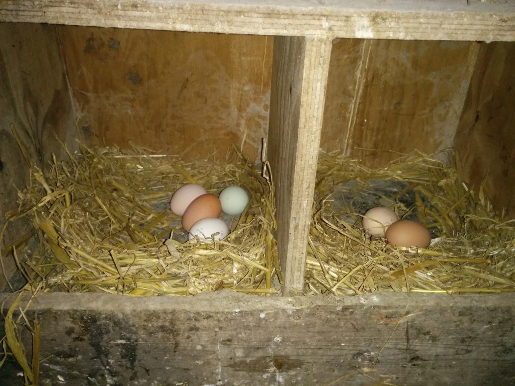 
Hens are back laying full time  