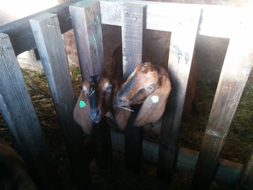 
Goats & calf are tagged  