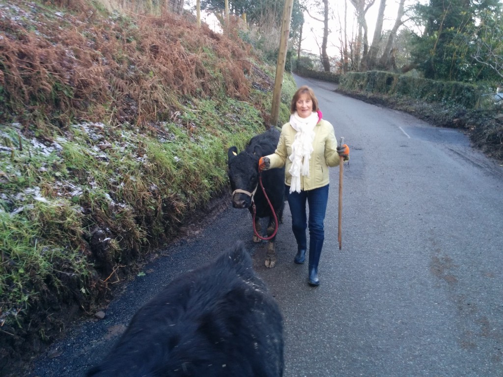 
Cattle, goats & sheep dosed with the goats & sheep getting their second heptavac vaccination  
