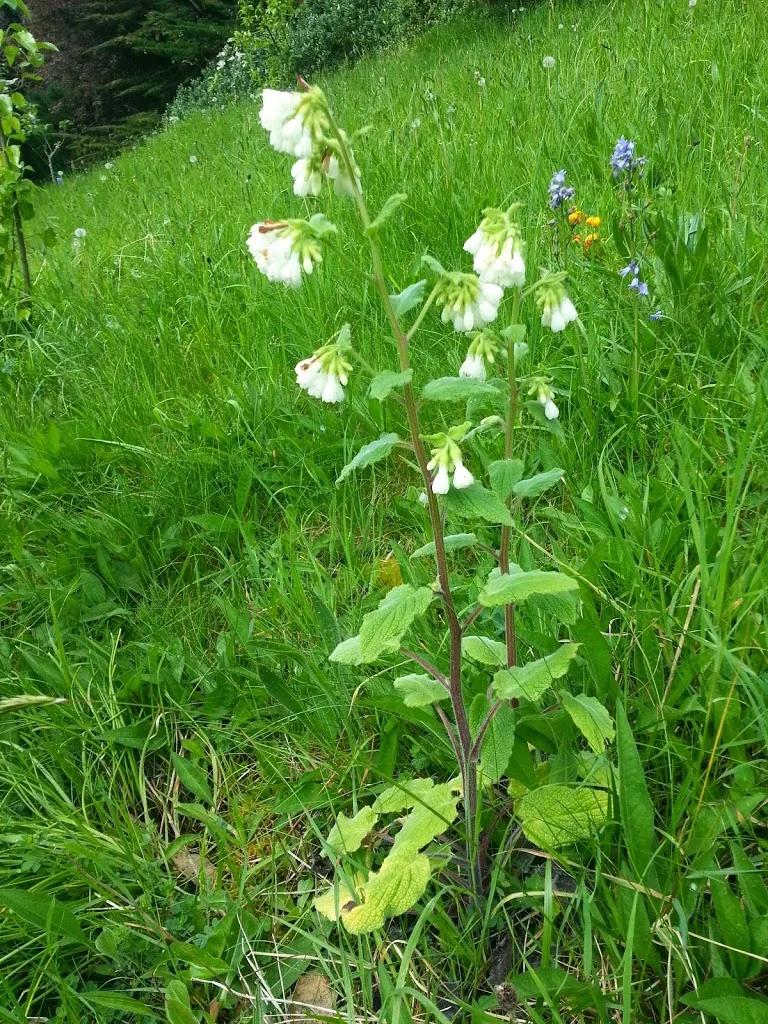 
Identity of wild flower?  