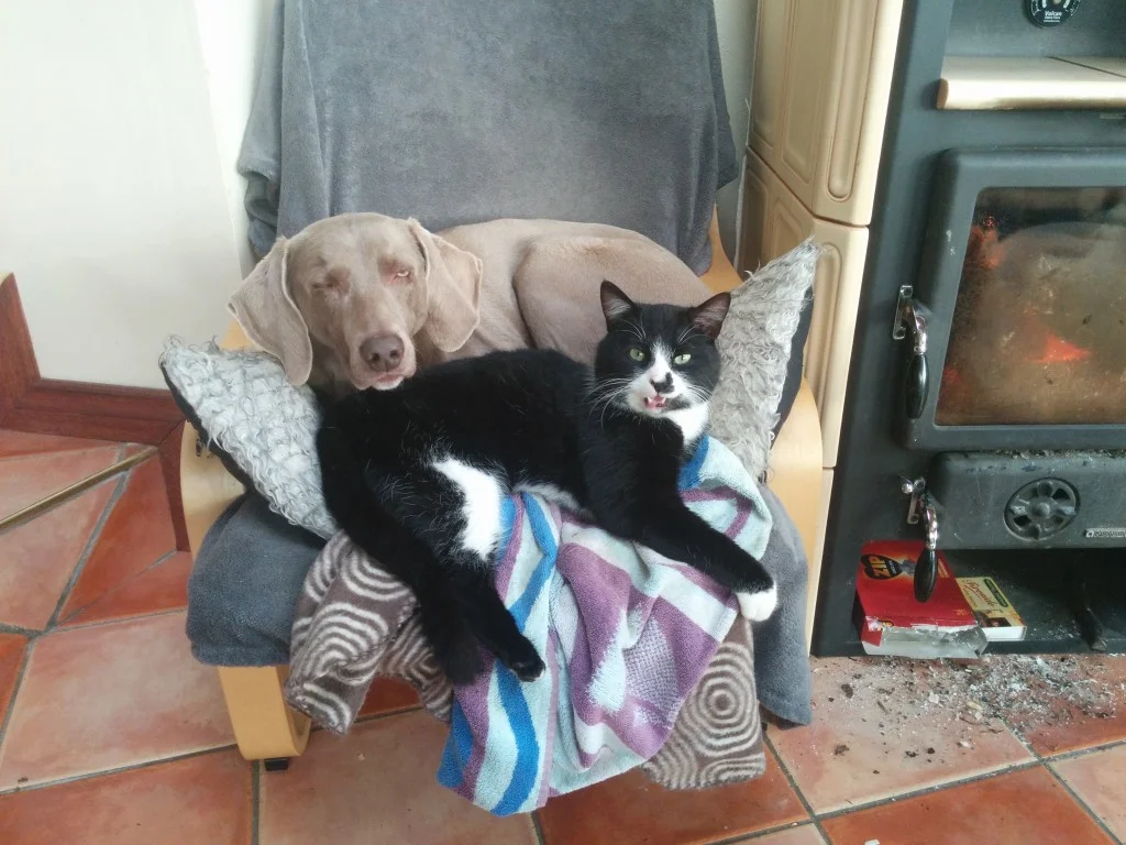
Stella & Luc all snuggled up together beside the fire  