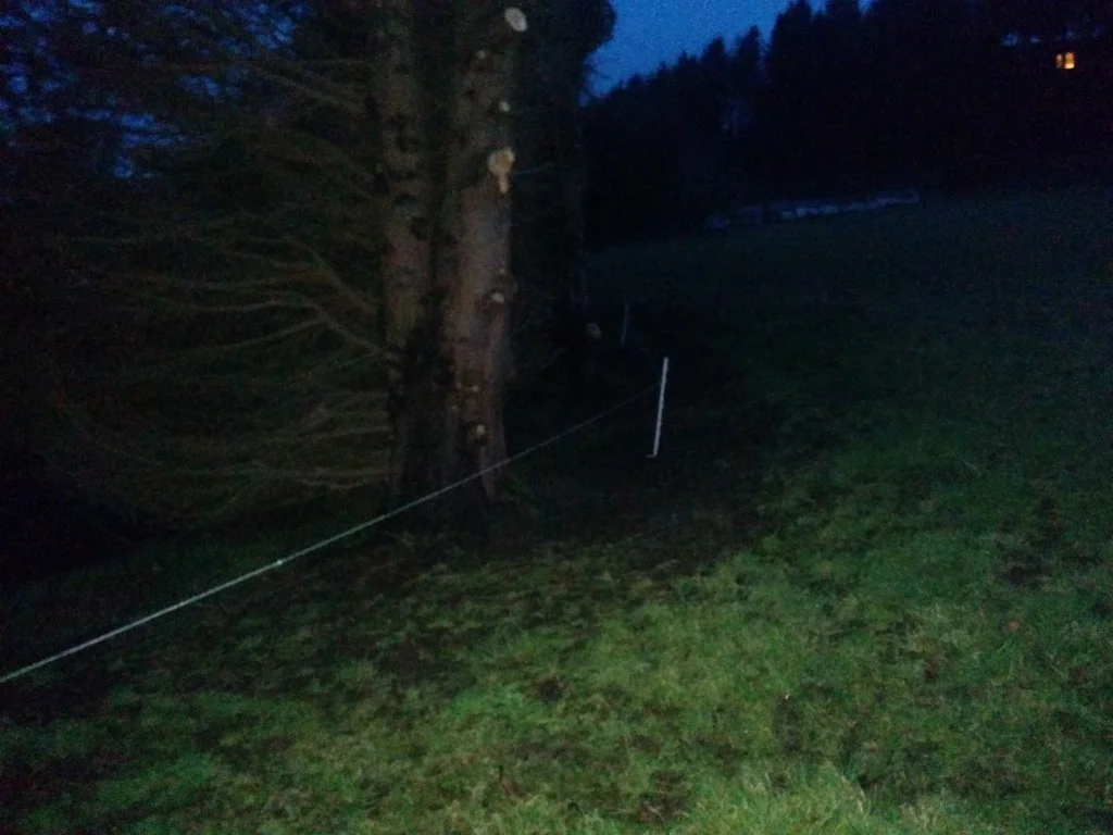 
Moved the electric fence first thing this morning  
