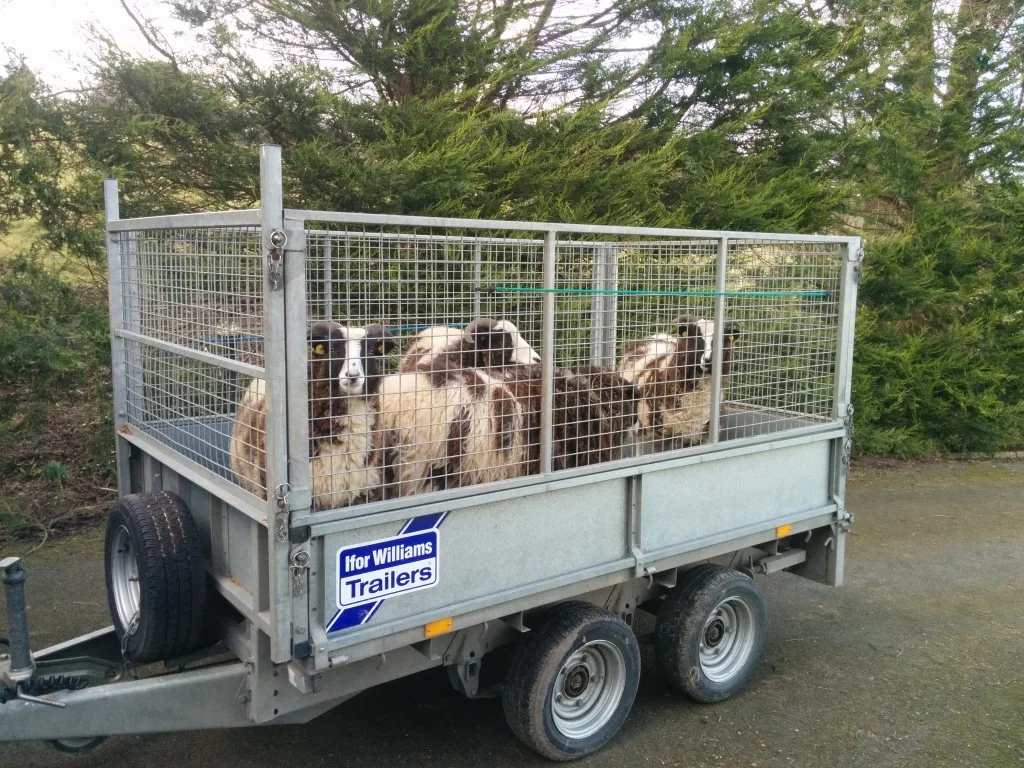 
Goats and sheep scanned, all good news  