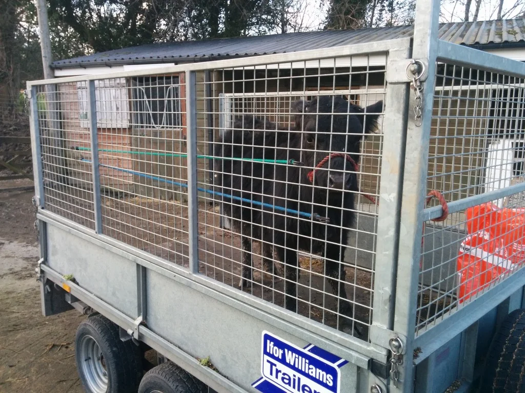 
Alfred took a ride in the trailer  