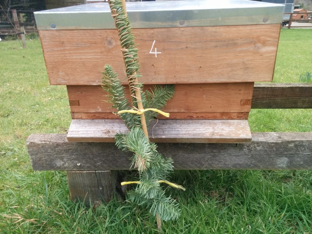 
Xmas tree put to good use  