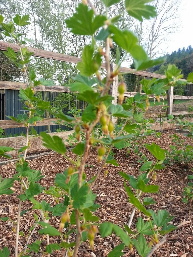 
Gooseberries already  