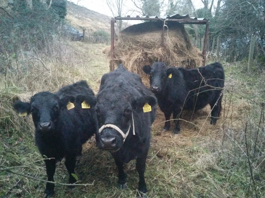 
Cattle loving the bale of silage  