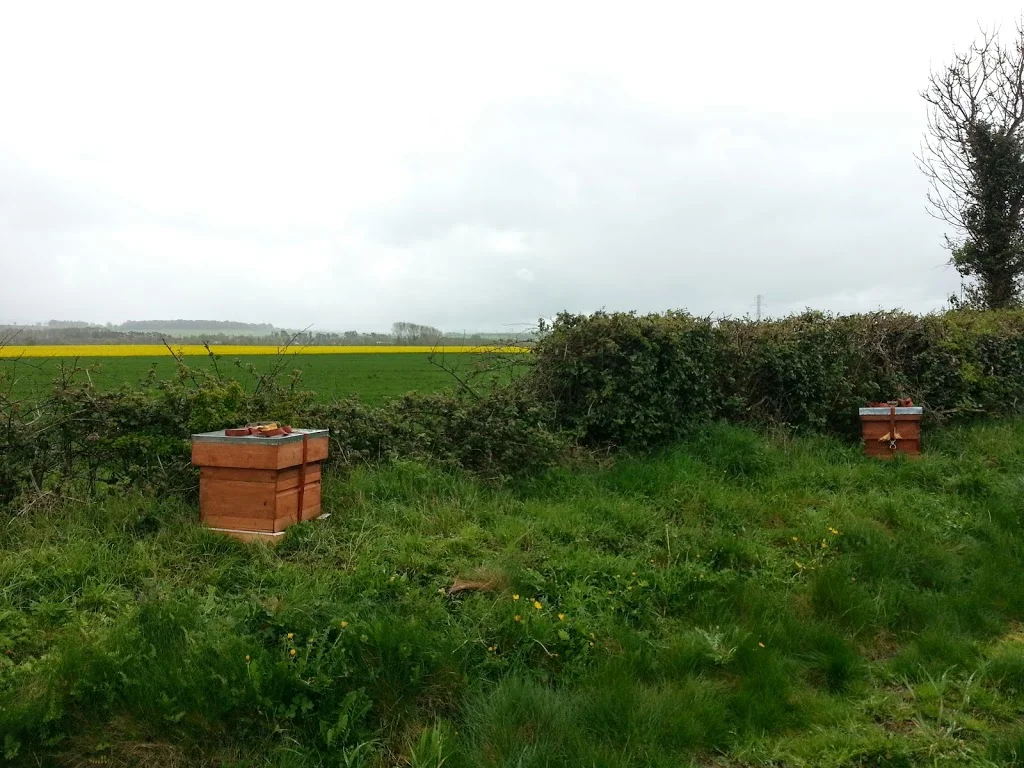 
Bee-hives over on the oil seed rape  