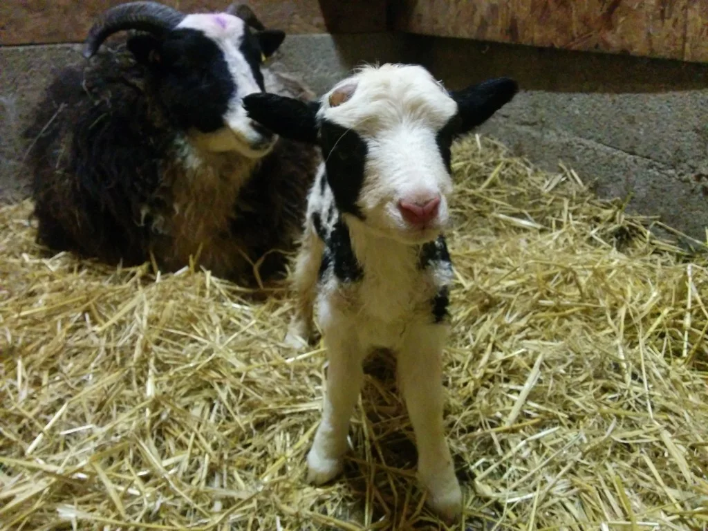 
Another new arrival on the farm but a day early  