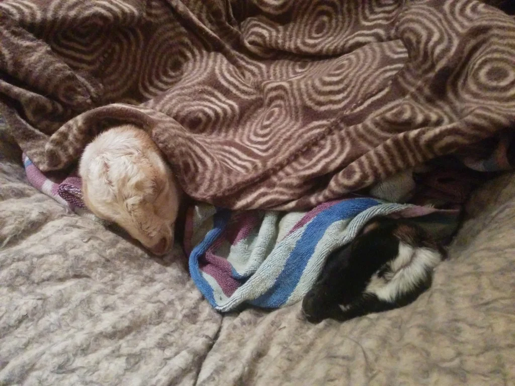 
Two more new arrivals yesterday but unfortunately one didn't make it  