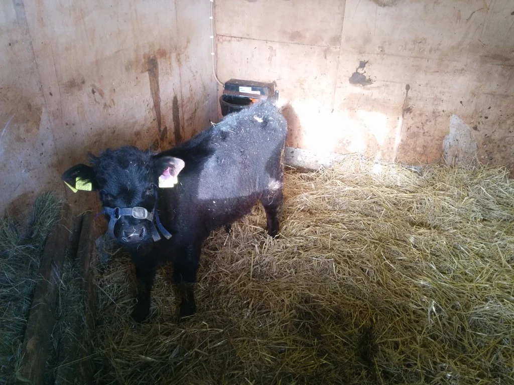 
Stables mucked out for the week  