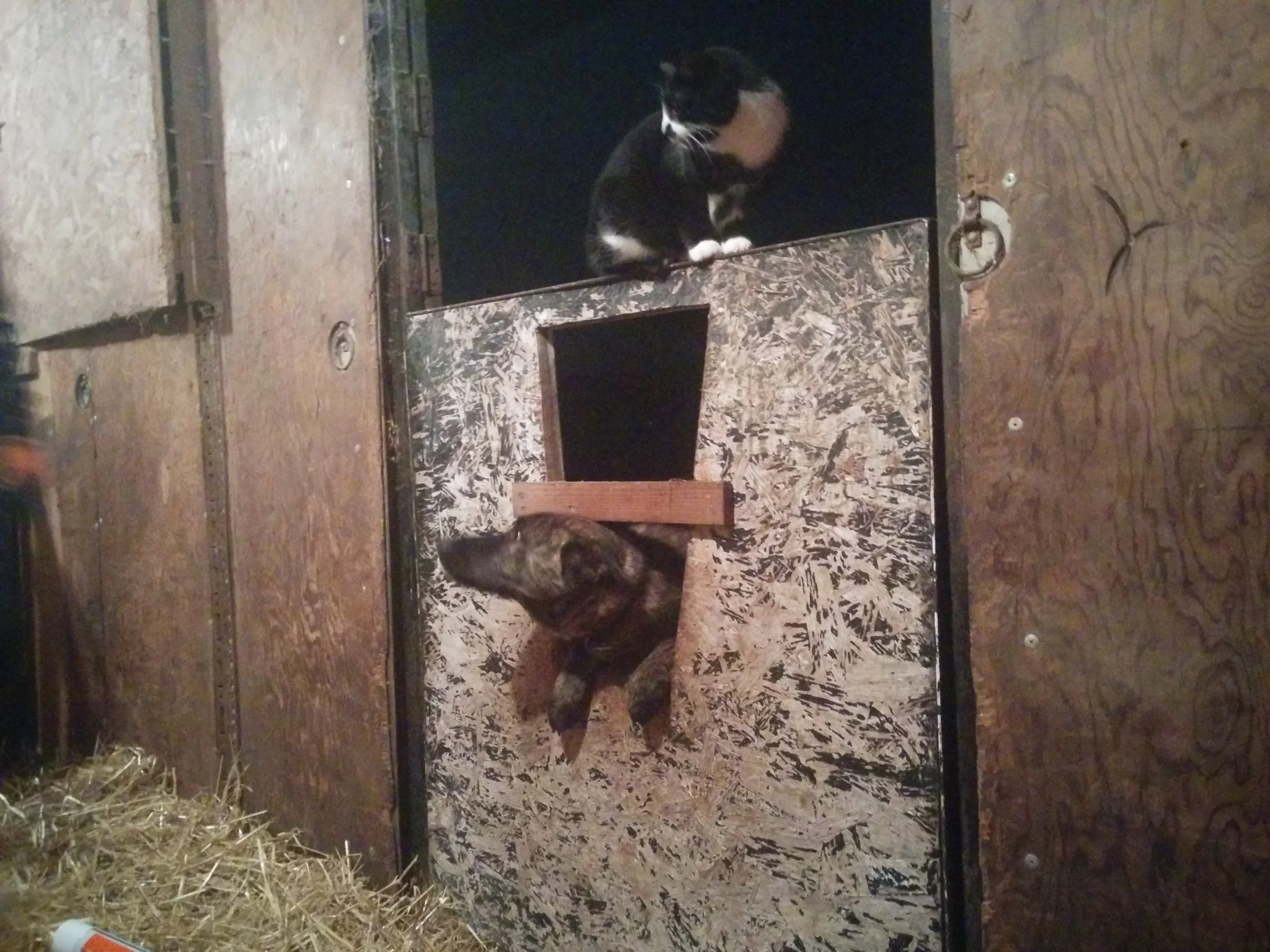 
Harry & Luc checking out how the baby goats were doing last night  