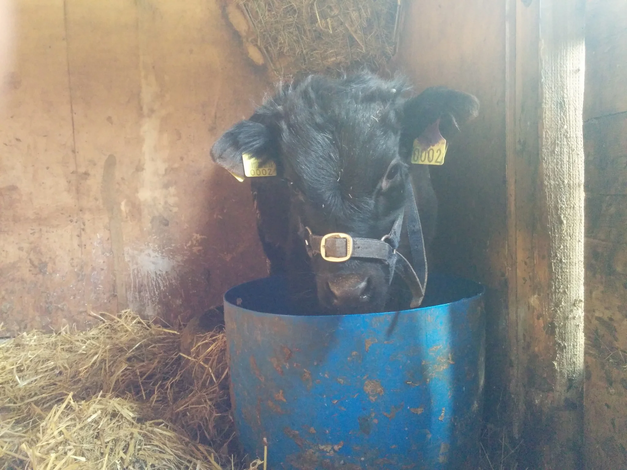 
Water drinker repairs & Bosco standing in the food barrel  