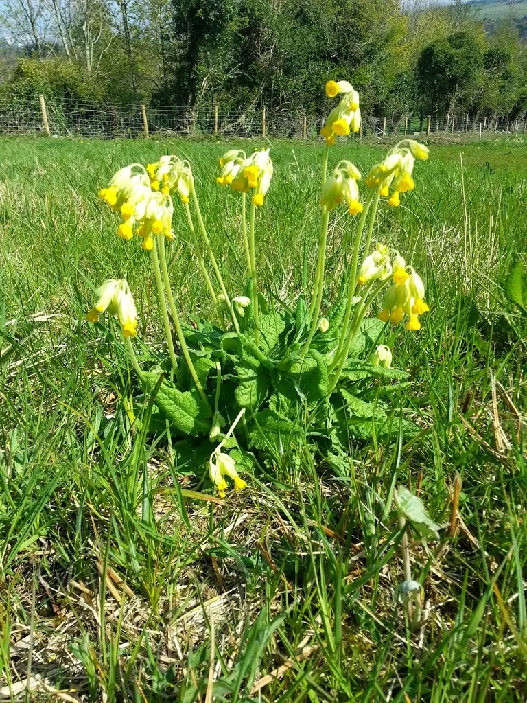 
Cowslips (Primula veris)  