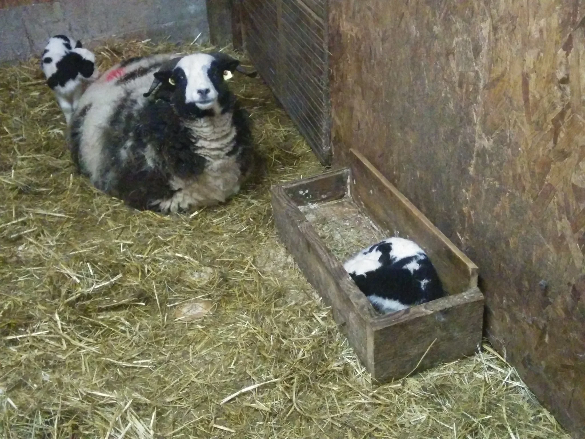
Sleeping in the feed trough  
