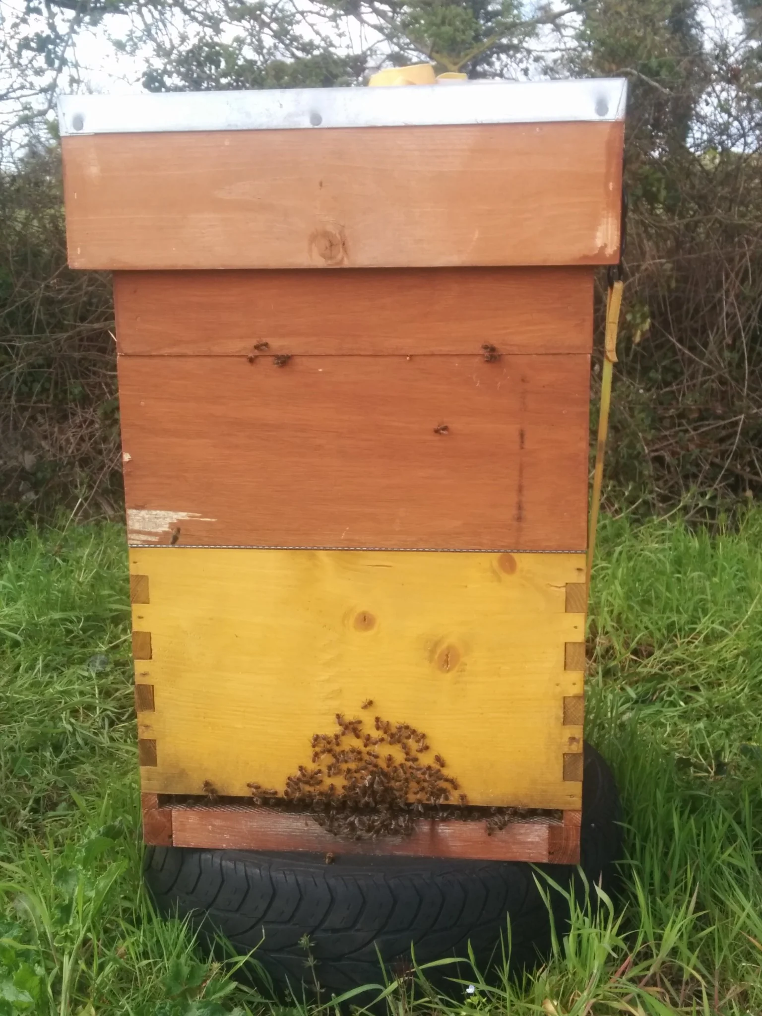 
Some of the beehives now over on the Oil Seed Rape (OSR)  