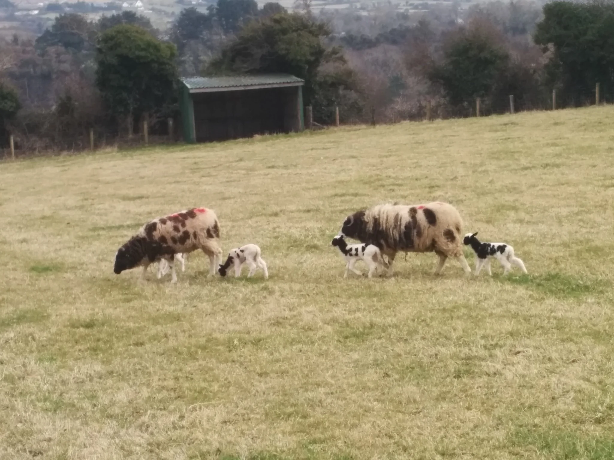
All the sheep are back outdoors after lambing  