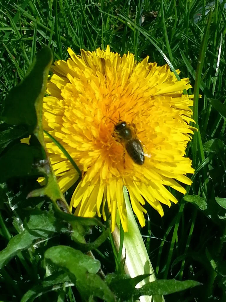 
One of the bees working the dandelion  