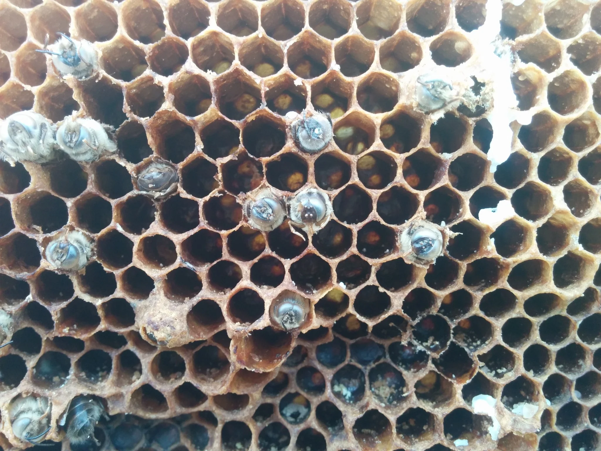 
One of the beehives didn't make it through the winter  