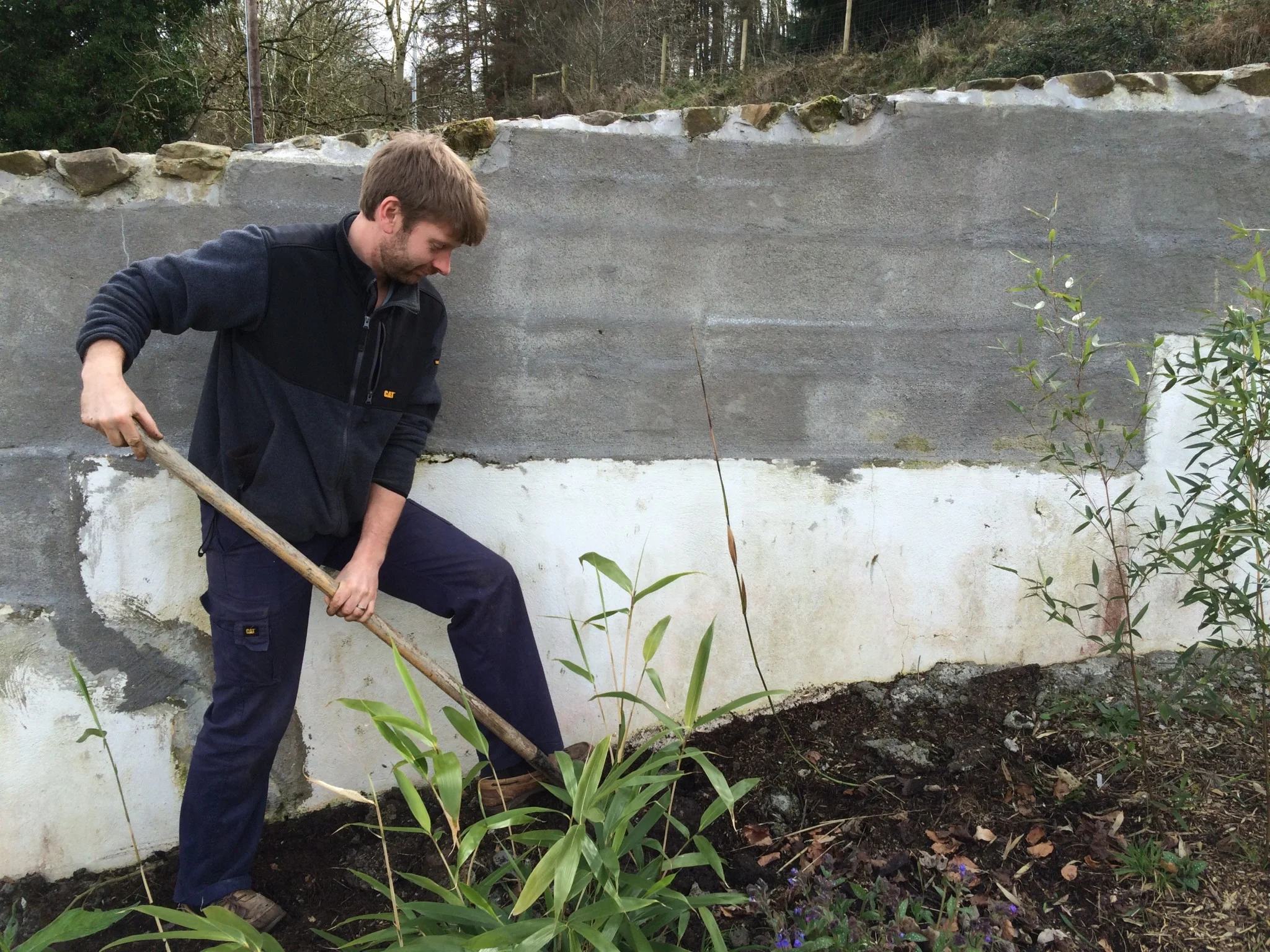 
Planted Boston Ivy along the inside of the wall  
