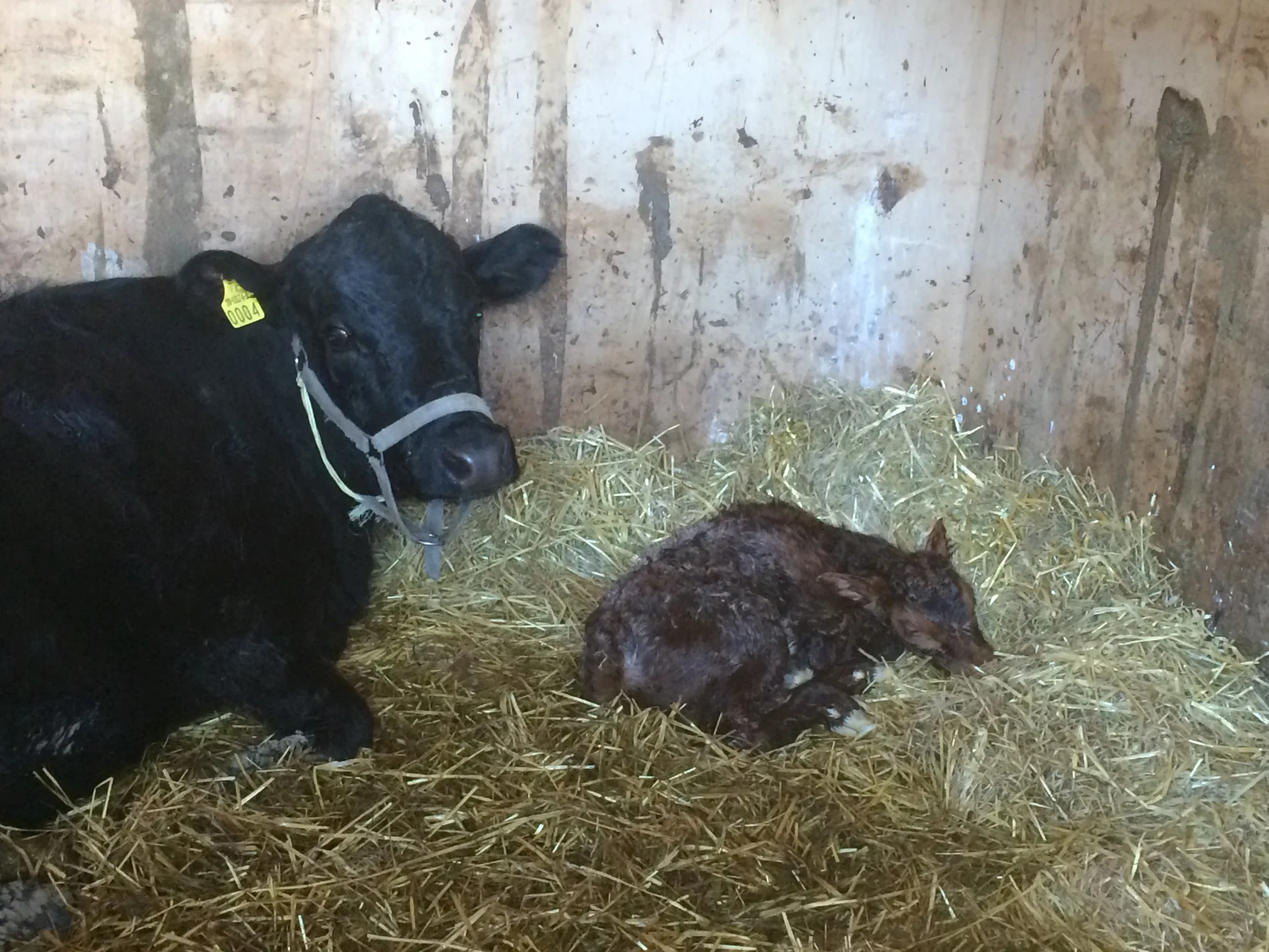 
New baby calf born today  