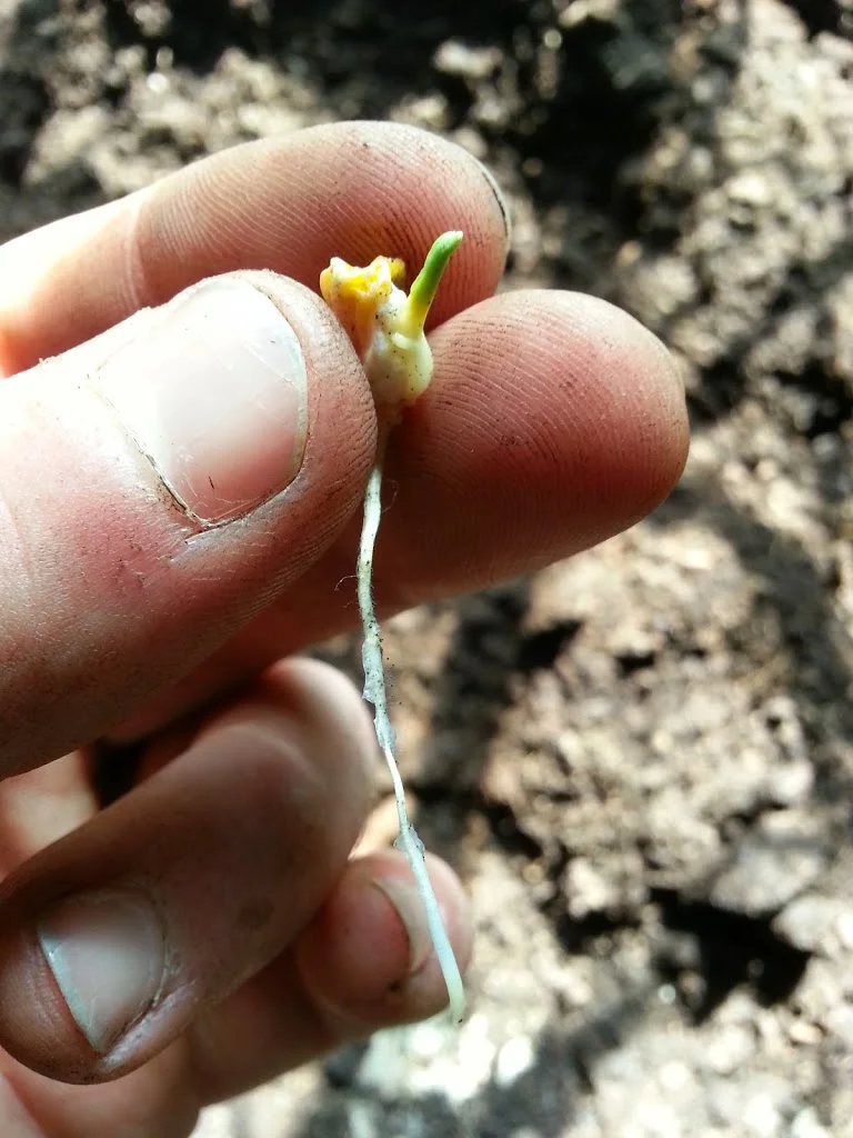 
Some more veg plants  
