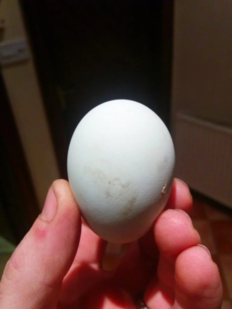 
First blue egg!  