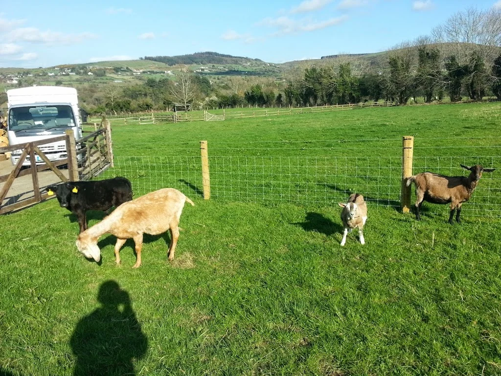 
Goats & Alfred out for the afternoon in the sunshine  