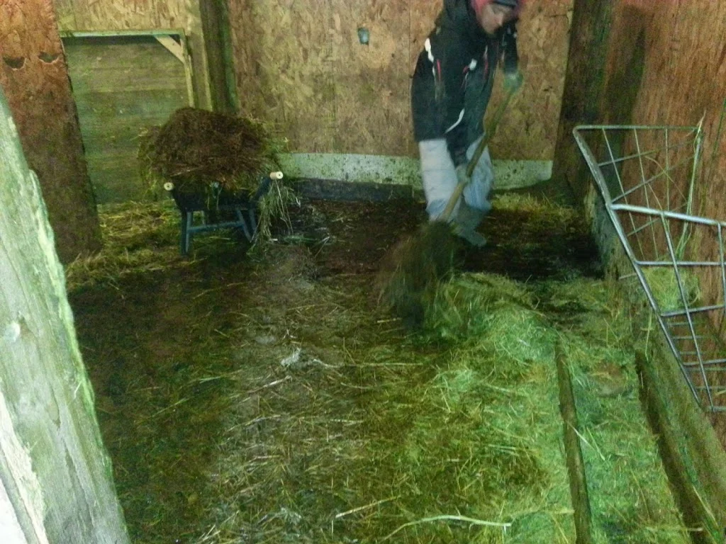 
Sunday morning muck-out  